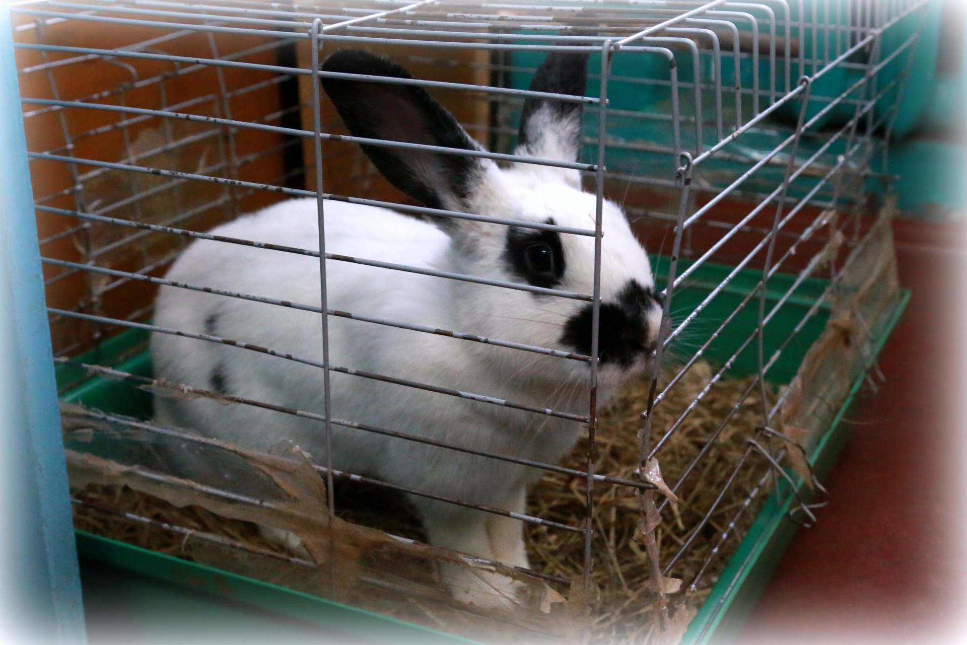 Avgusta-2.jpg Avgusta-2.jpg